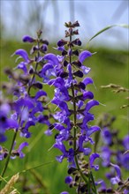 Meadow clary (Salvia pratensis), flowers, close-up, Upper Franconia, Bavaria, Germany, Europe