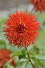 Deer antler dahlias (Dahlia), Cheyenne variety, orange-red flower, North Rhine-Westphalia, Germany,