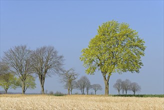 Deciduous tree, maple (Acer) blossoms in early spring, North Rhine-Westphalia, Germany, Europe