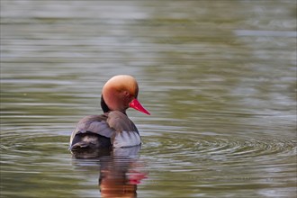 Red-crested Pochard (Netta rufina), Baden-Württemberg, Germany, Europe