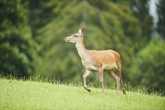 Red deer (Cervus elaphus) hind standing on a meadow in the mountains in tirol, Kitzbühel, Wildpark