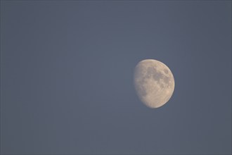 The moon at the waxing gibbous stage in the evening sky, England, United Kingdom, Europe