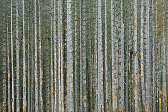 Dead spruce trees, destruction in forest caused by European spruce bark beetle (Ips typographus)