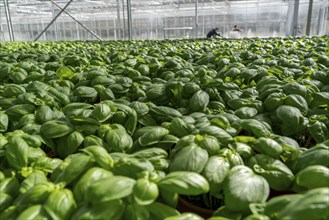 Agriculture, herb gardening, basil plants in pots, in a greenhouse