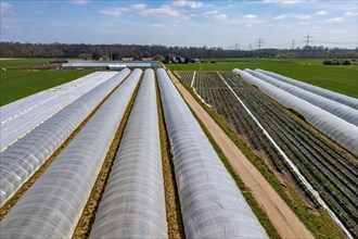 Open field strawberry cultivation in a foil greenhouse, young strawberry plants growing, near