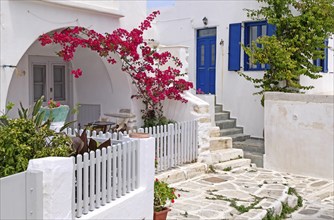 Alley with bougainvillea or bougainvilleas (Bougainvillea), Parikia, Paros, Clyclades, Greece,