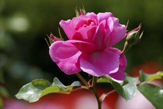 Red shrub rose, Red Roses, Mainau Island, Germany, Europe