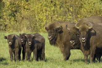 Bison, bison, group, (Bison bosanus), family, several