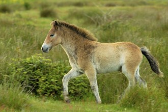 Exmoor pony, Texel Island, Texel Island, Netherlands