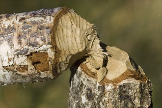 Beaver feeding, traces of beaver feeding on a birch tree, Masuria Poland, Masuria, Poland, Europe