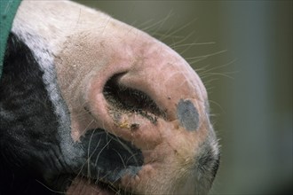 Horse mouth, sunburn