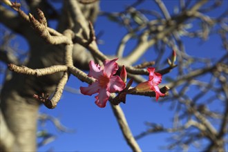 South Ethiopia, desert roses, Adenium, are a plant genus of the dogbane family, Apocynaceae, tree