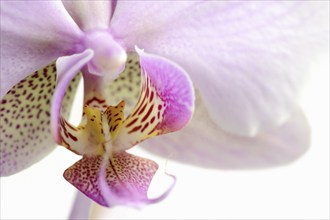 Butterfly orchid (Phalaenopsis), detail of the flower, houseplant, North Rhine-Westphalia, Germany,