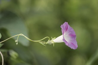 Purple morning glory (Ipomoea purpurea), flower, native to Mexico, ornamental plant, North