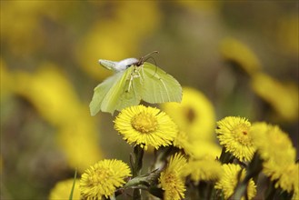 Lemon butterfly on coltsfoot, March, Germany, Europe