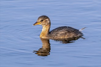 Little grebe, dabchick (Tachybaptus ruficollis, Podiceps ruficollis) juvenile in first winter