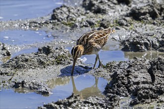 Common snipe (Gallinago gallinago) foraging in shallow water by probing soft mud at mudflat along