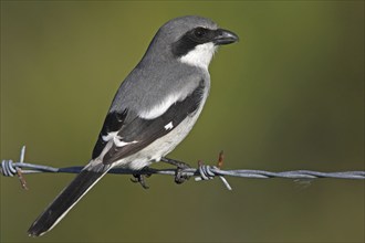 Loggerhead shrike (Lanius ludovicianus), Venice Landfill, Venice, Florida, USA, North America