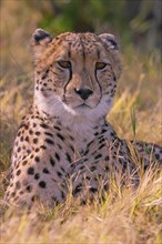 Africa, Botswana, cheetah, Acinonyx jubatus, Botswana, Botswana, Africa