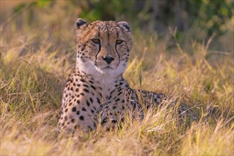 Africa, Botswana, cheetah, Acinonyx jubatus, Botswana, Botswana, Africa