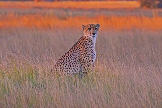 Africa, Botswana, cheetah, Acinonyx jubatus, Botswana, Botswana, Africa