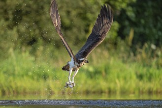 Western osprey (Pandion haliaetus) hunting, Aviemore, Scotland, Great Britain