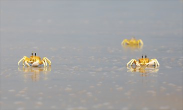 Horn-eyed Ghost crabs (Ocypode brevicornis) at Marari Beach or Strand, Mararikulam, Alappuzha