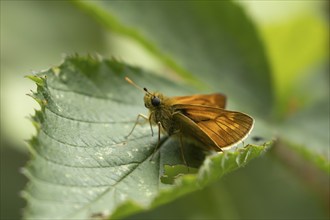 Large skipper butterfly (Ochlodes sylvanus) adult insect resting on a plant leaf, Suffolk, England,