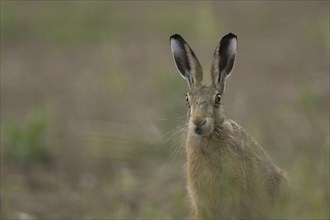 Brown hare (Lepus europaeus) adult animal portrait, Suffolk, England United Kingdom