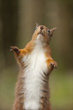 Red squirrel (Sciurus vulgaris) adult animal standing on its back legs looking upwards, Yorkshire,