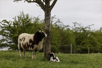 Jacob's domestic sheep (Ovis gmeliniaries), old animal with two-day-old lamb in a meadow in the