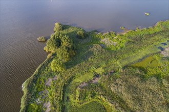 Aerial view of Lake Dümmer, nature reserve, reeds, shore, Ochsenmoor, Hüde, Lower Saxony, Germany,