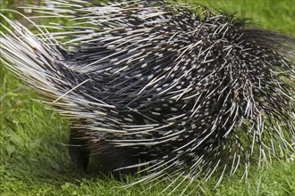 Crested porcupine (Hystrix cristata) showing backside with spiny quills, native to Italy, North