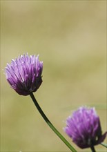 Chive (Allium schoenoprasum), in bloom, North Rhine-Westphalia, Germany, Europe