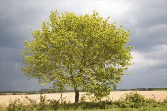 Sunshine on green leaves of small tree in springtime with stormy sky background, Suffolk, England,