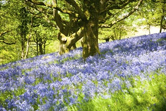 Bluebells, Hyacinthoides non-scripta, flowering in deciduous woodland on Martinsell Hill, Pewsey,