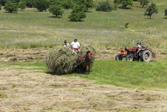 A horse-drawn carriage transports a haystack across a sunny field, Hay harvest with horse-drawn