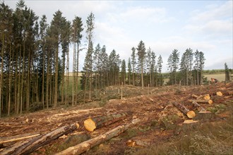 Tree felling forestry operations in dartmoor national park, Bellever forest, Postbridge, Devon,