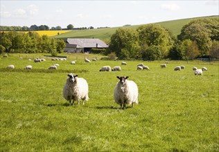 Flock of sheep grazing on calcareous grassland of chalk downland on Milk Hill, the Marlborough