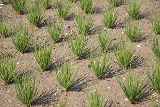 Shallots growing in vegetable garden, Suffolk, England, United Kingdom, Europe