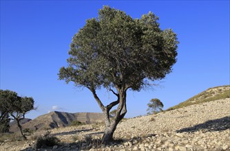 Olive tree in semi desert area near Rodalquilar, Cabo de Gata natural park, Almeria, Spain, Europe