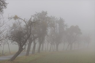 Foggy field path near Rathewalde in Saxon Switzerland, Rathewalde, Saxony, Germany, Europe