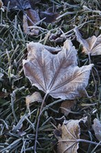 Close-up of frost and ice covered brown Acer, Maple leaf on Poa pratensis Kentucky bluegrass lawn