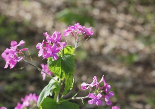 Annual honesty (Lunaria annua), flowering in the forest, North Rhine-Westphalia, Germany, Europe