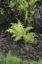 Lady fern (Athyrium filix-femina), by the water, North Rhine-Westphalia, Germany, Europe