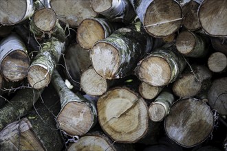 Felled tree trunks are piled up at the edge of a forest near Münster, 08/04/2024