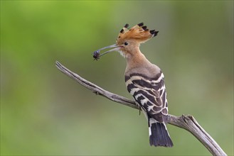 Hoopoe with prey, (Upupa epops), on perch, hoopoe family, formerly raptors, Hides de El Taray /