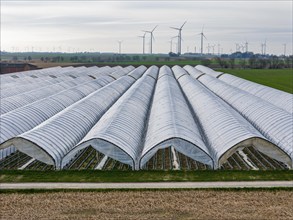 Open field strawberry cultivation in a foil greenhouse, young strawberry plants growing, near