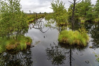 The Pietzmoor, raised bog in the Lüneburg Heath nature reserve, near Schneverdingen, Lower Saxony,