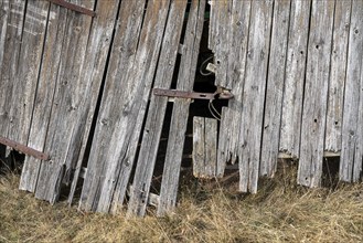 Old, rotten, dilapidated, broken barn door, in the Arnsberg Forest, Sauerland, North